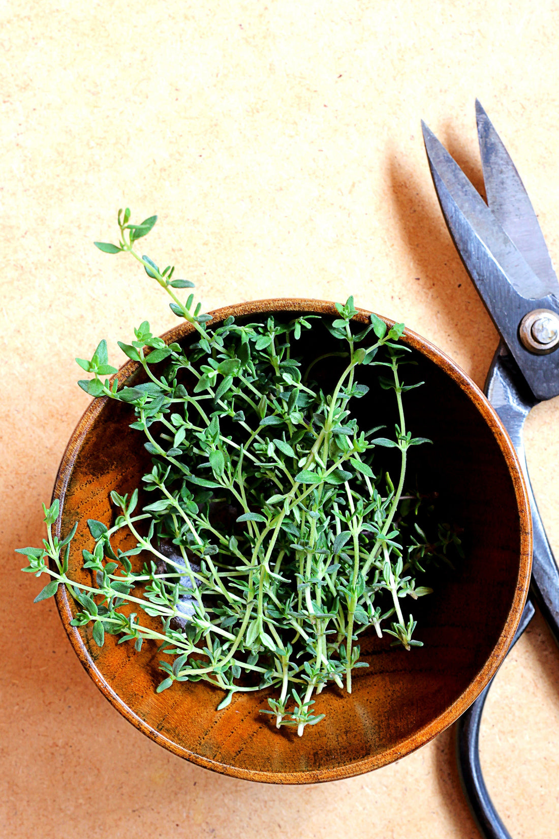 Beyond the Tea Bag: Exploring Australia’s Native Botanicals