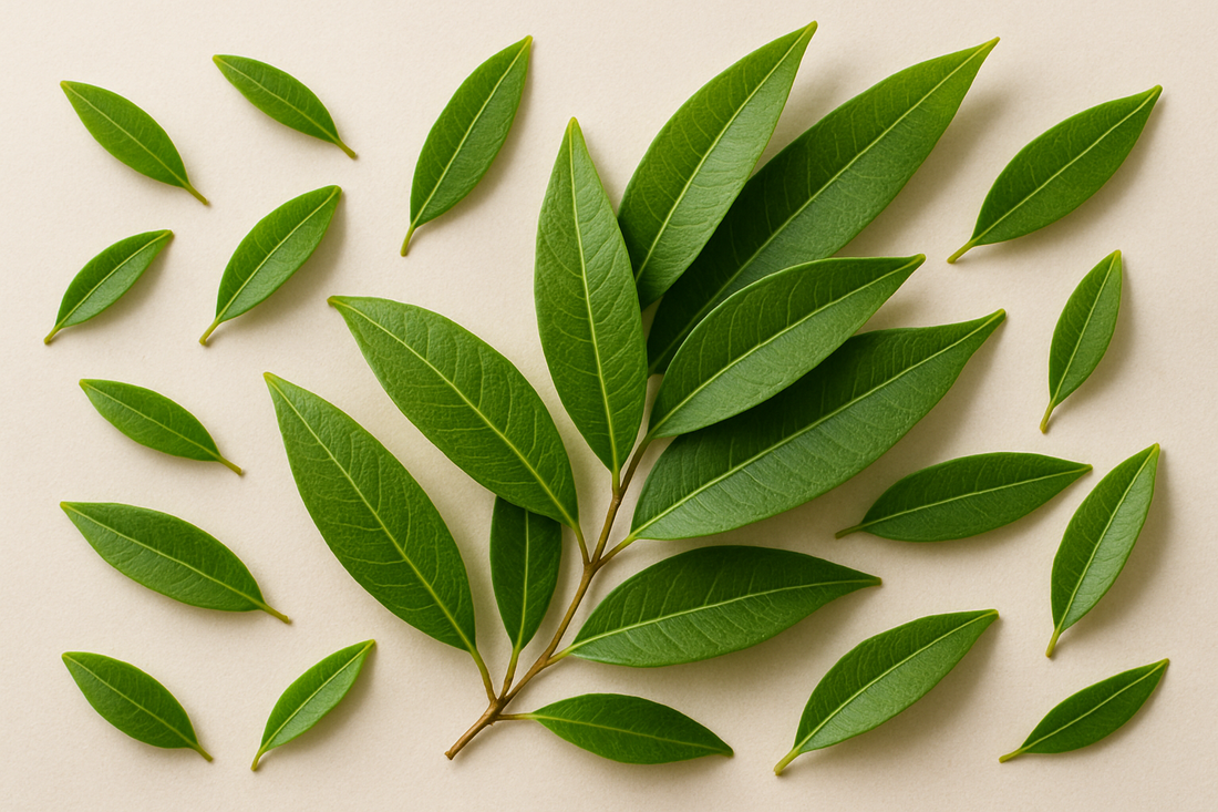 Lemon Myrtle: A Distinctive Australian Native