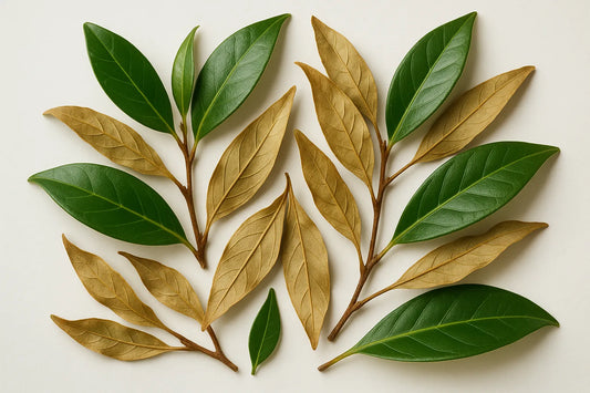Pure Anise Myrtle Tea, an Australian native herb with a natural aniseed taste.